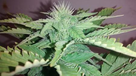 Click image for larger version

Name:	IMG_20180309_102444794.jpg
Views:	222
Size:	833.0 KB
ID:	184246