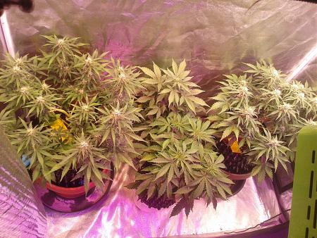 Click image for larger version

Name:	20180225_133108.jpg
Views:	262
Size:	1.26 MB
ID:	179721