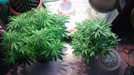 Click image for larger version

Name:	IMG_20180309_102602289.jpg
Views:	271
Size:	901.0 KB
ID:	184248