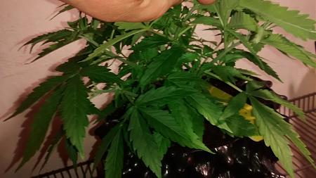 Click image for larger version

Name:	IMG_20180222_100444009.jpg
Views:	212
Size:	577.1 KB
ID:	178473