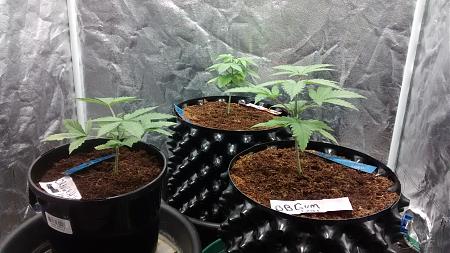 Click image for larger version

Name:	IMG_20180216_085105923.jpg
Views:	268
Size:	1.14 MB
ID:	176381