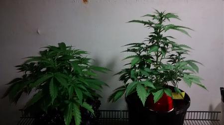 Click image for larger version

Name:	IMG_20180222_100544938.jpg
Views:	255
Size:	495.5 KB
ID:	178476