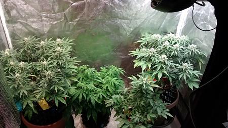 Click image for larger version

Name:	IMG_20180302_113034331.jpg
Views:	224
Size:	1.01 MB
ID:	181601