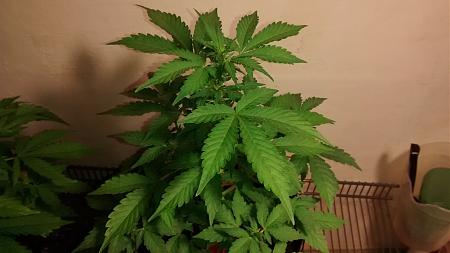 Click image for larger version

Name:	IMG_20180222_100539035.jpg
Views:	251
Size:	518.5 KB
ID:	178475