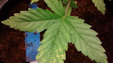 Click image for larger version

Name:	IMG_20180216_085428945.jpg
Views:	289
Size:	511.1 KB
ID:	176375