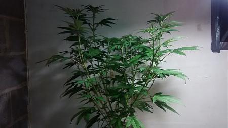 Click image for larger version

Name:	IMG_20180312_185400392.jpg
Views:	207
Size:	589.8 KB
ID:	185340