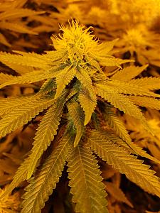 Click image for larger version

Name:	20181126_143457.jpg
Views:	273
Size:	2.71 MB
ID:	270690