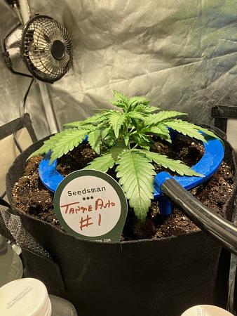 Click image for larger version

Name:	IMG_0702.jpg
Views:	0
Size:	120.3 KB
ID:	664862