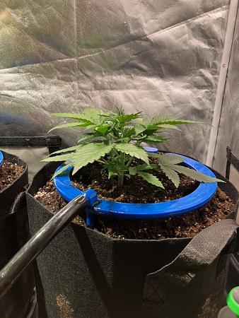 Click image for larger version

Name:	IMG_0704.jpg
Views:	0
Size:	122.8 KB
ID:	664865