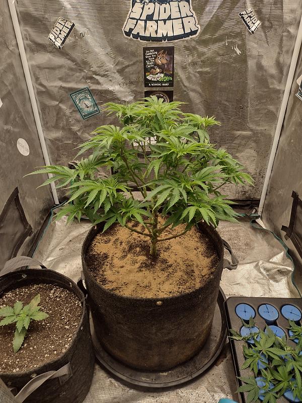 Click image for larger version

Name:	IMG_20260405_110017156_HDR.jpg
Views:	29
Size:	4.35 MB
ID:	664929