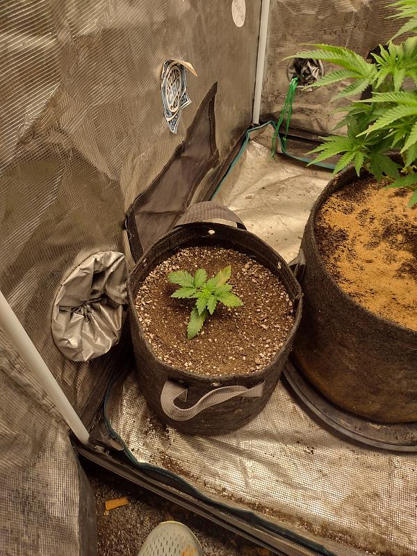 Click image for larger version

Name:	IMG_20260405_110029514_HDR.jpg
Views:	0
Size:	4.01 MB
ID:	664870