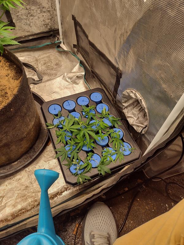 Click image for larger version

Name:	IMG_20260405_110036773_HDR.jpg
Views:	0
Size:	3.32 MB
ID:	664871