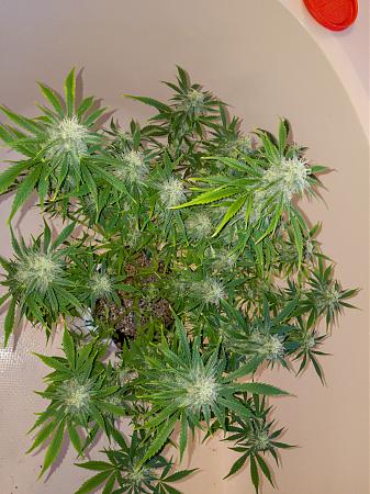 Click image for larger version

Name:	LRM_EXPORT_300135412777835_20190315_195350188.jpeg
Views:	198
Size:	966.6 KB
ID:	298677