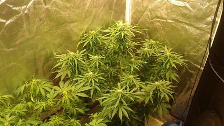 Click image for larger version

Name:	20180821_051956.jpg
Views:	223
Size:	923.5 KB
ID:	239325