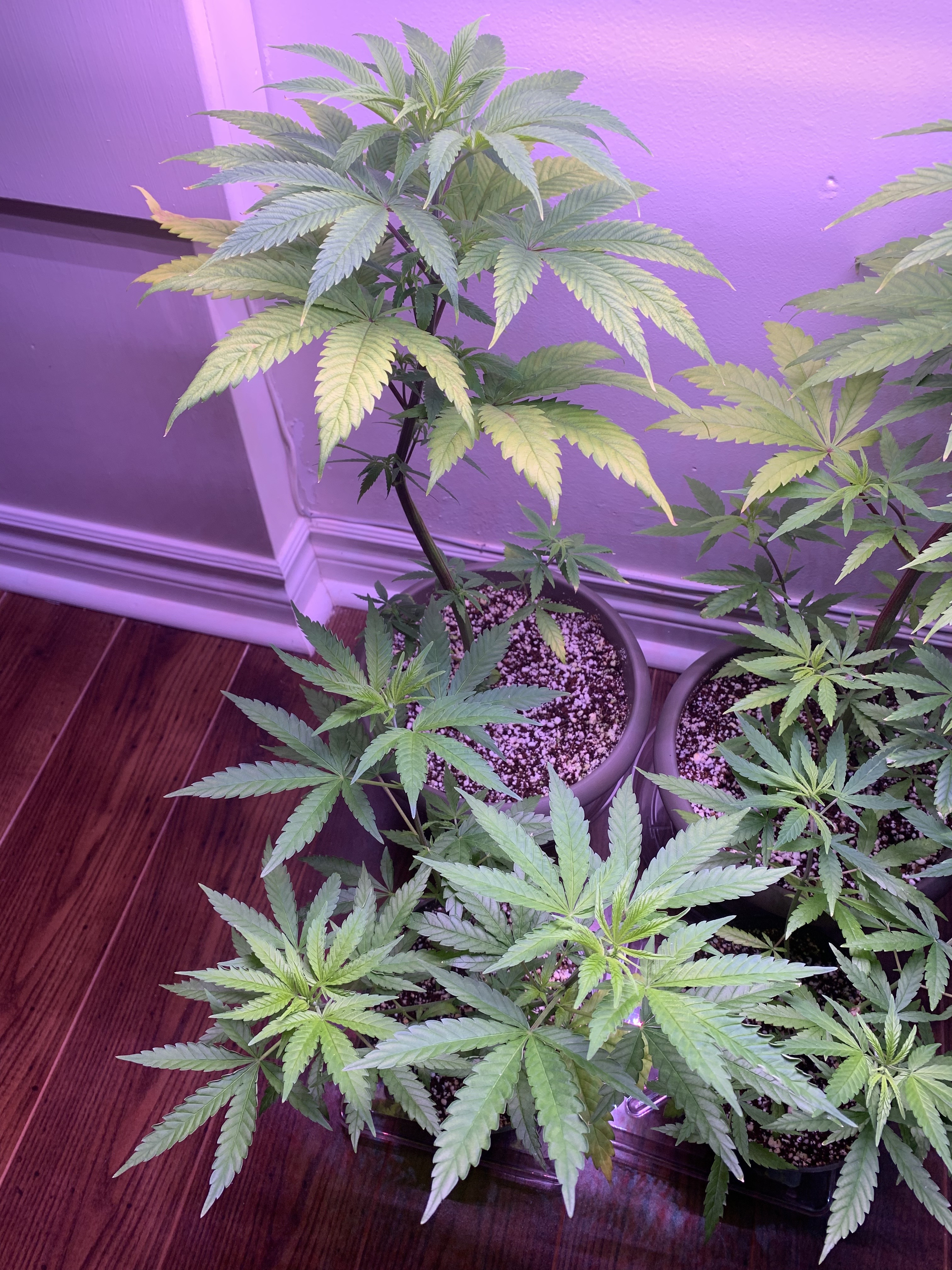 Click image for larger version

Name:	IMG_1111.jpg
Views:	546
Size:	3.25 MB
ID:	353704