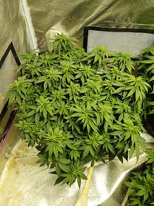 Click image for larger version

Name:	20181029_122905.jpg
Views:	230
Size:	4.67 MB
ID:	262218