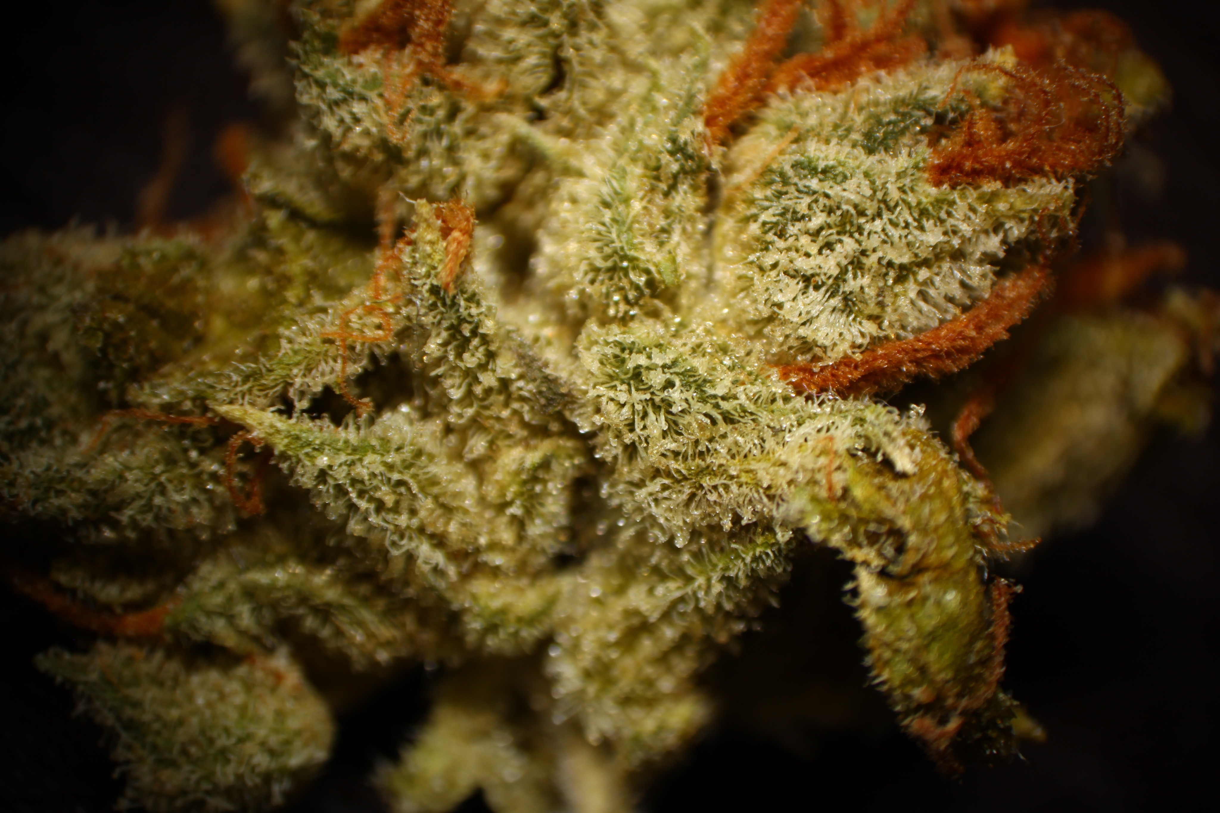 Click image for larger version

Name:	IMG_0879.JPG
Views:	606
Size:	3.68 MB
ID:	2865