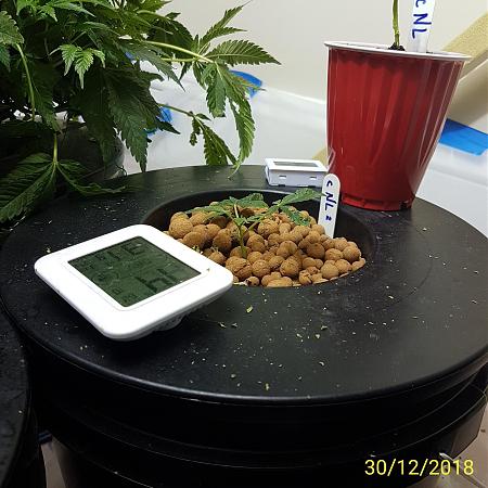 Click image for larger version

Name:	cNL2.jpg
Views:	365
Size:	714.1 KB
ID:	280312