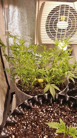 Click image for larger version

Name:	20170514_193407-1494x2656.jpg
Views:	310
Size:	3.17 MB
ID:	93300