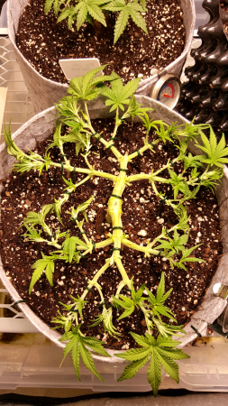 Click image for larger version

Name:	Screenshot_20170429-171819.png
Views:	310
Size:	4.28 MB
ID:	86238