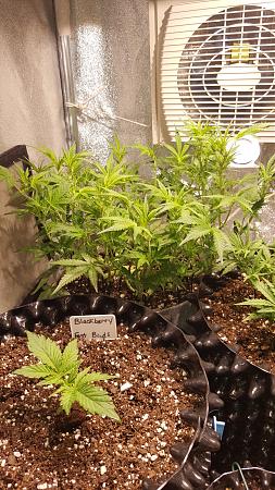 Click image for larger version

Name:	20170515_183444-1942x3452.jpg
Views:	287
Size:	4.16 MB
ID:	93727