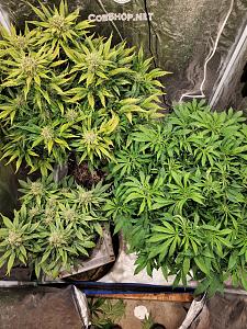 Click image for larger version

Name:	20200529_002432_copy_1209x1612.jpg
Views:	450
Size:	1.11 MB
ID:	410674