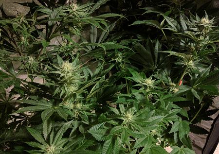 Click image for larger version

Name:	2020-04-27 12.07.55scaled.jpg
Views:	586
Size:	218.0 KB
ID:	399223