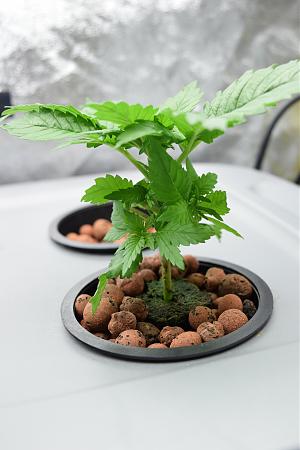 Click image for larger version

Name:	DSC_0202.JPG
Views:	964
Size:	4.35 MB
ID:	14088