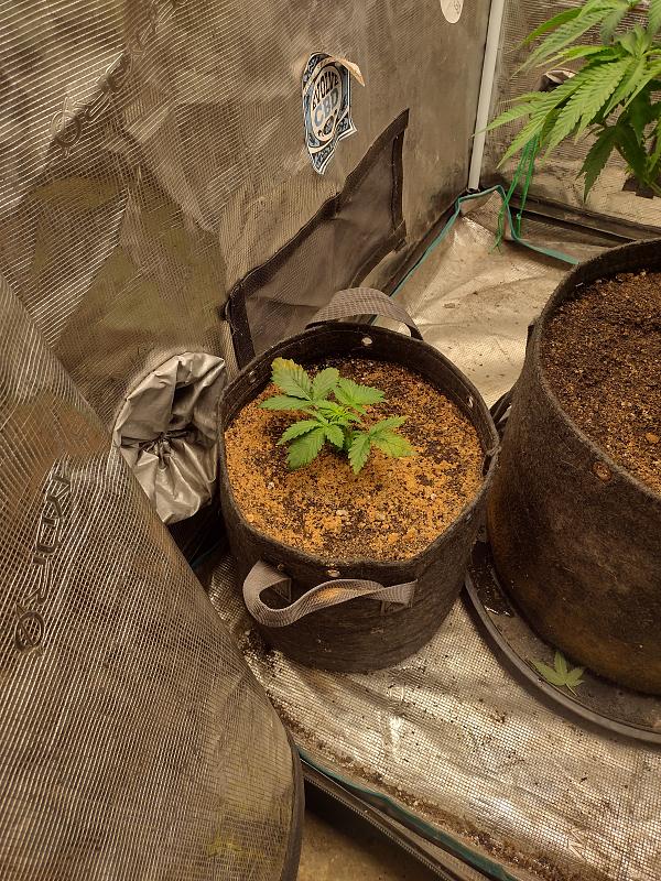 Click image for larger version

Name:	IMG_20260408_085038459_HDR.jpg
Views:	42
Size:	4.80 MB
ID:	664960