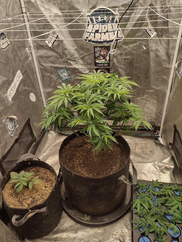 Click image for larger version

Name:	IMG_20260408_085031035_HDR.jpg
Views:	40
Size:	3.61 MB
ID:	664961