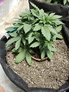 Click image for larger version

Name:	20181007_181015.jpg
Views:	239
Size:	3.94 MB
ID:	256144