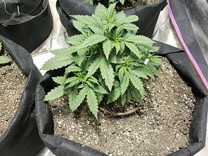 Click image for larger version

Name:	20181007_181022.jpg
Views:	240
Size:	3.53 MB
ID:	256145