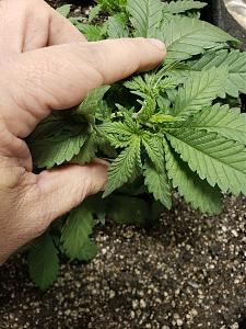 Click image for larger version

Name:	15389570392718117144790349881351.jpg
Views:	233
Size:	2.63 MB
ID:	256160