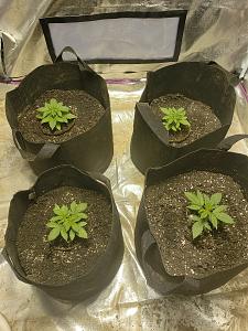 Click image for larger version

Name:	20180928_102607.jpg
Views:	215
Size:	4.03 MB
ID:	253244