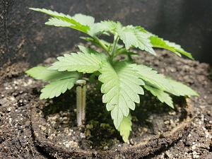 Click image for larger version

Name:	20180929_111244.jpg
Views:	235
Size:	2.28 MB
ID:	253578