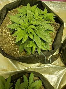 Click image for larger version

Name:	20181007_180951.jpg
Views:	245
Size:	3.17 MB
ID:	256142