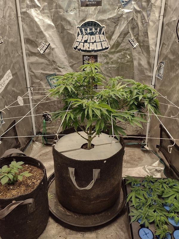 Click image for larger version

Name:	IMG_20260409_173123900_HDR.jpg
Views:	21
Size:	4.20 MB
ID:	665007