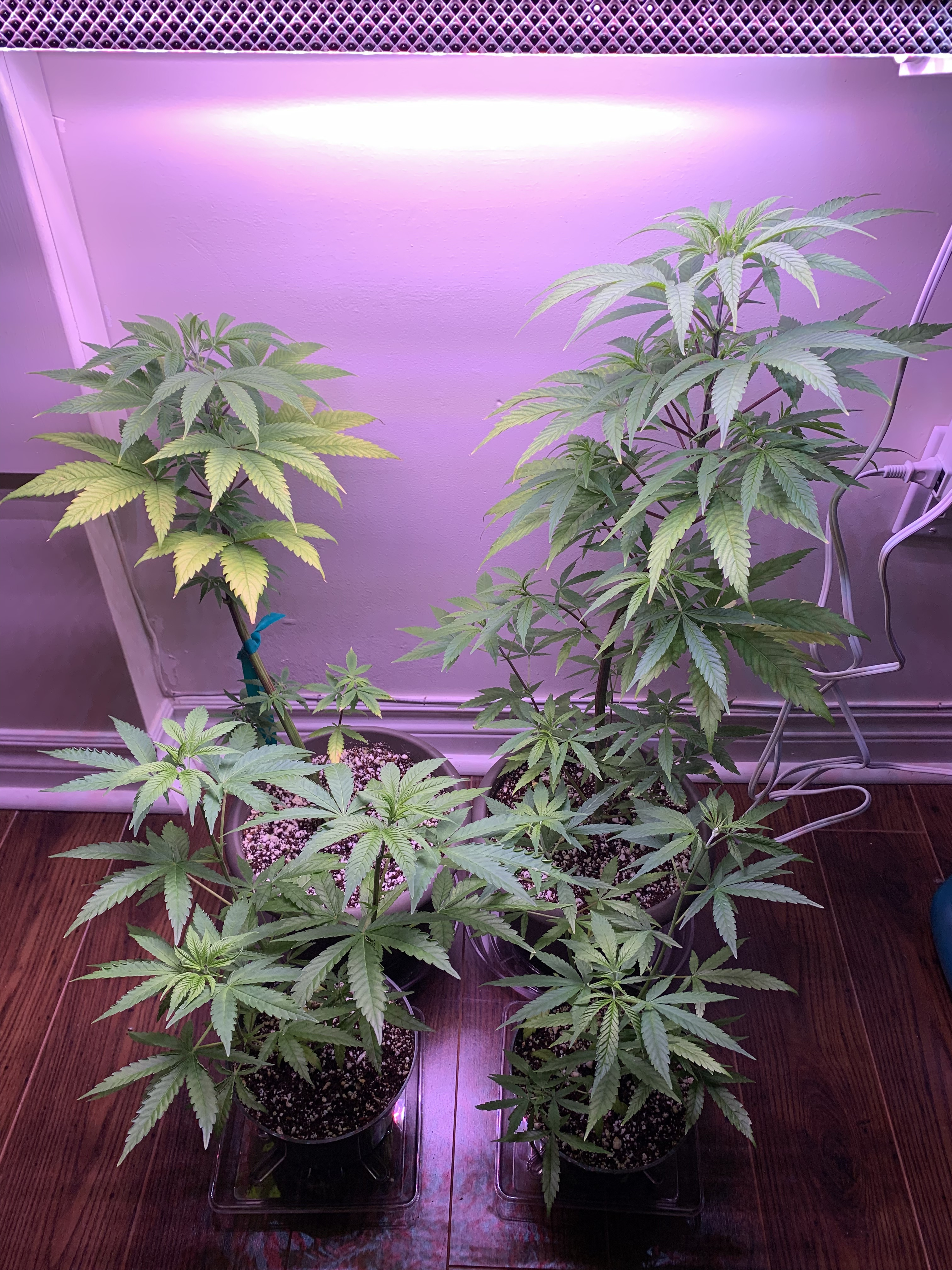 Click image for larger version

Name:	IMG_1124.jpg
Views:	507
Size:	2.89 MB
ID:	355310