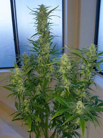 Click image for larger version

Name:	LRM_EXPORT_300084577402698_20190315_195259353.jpeg
Views:	202
Size:	827.6 KB
ID:	298678