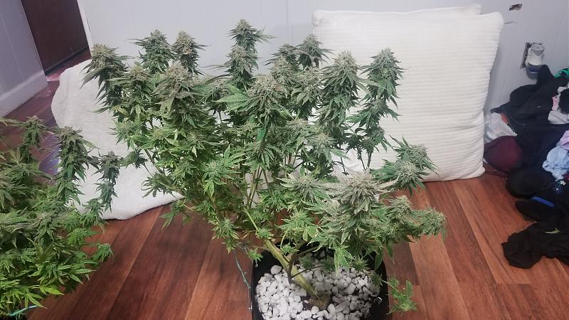 Click image for larger version

Name:	20180818_134855.jpg
Views:	482
Size:	1.95 MB
ID:	238196