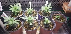 Click image for larger version

Name:	20260409_220529.jpg
Views:	28
Size:	1.99 MB
ID:	665026