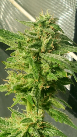 Click image for larger version

Name:	Screenshot_20170311-115357.png
Views:	268
Size:	4.26 MB
ID:	66425