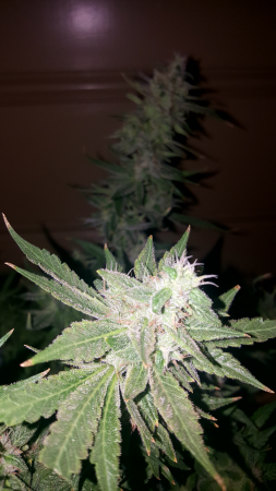 Click image for larger version

Name:	Screenshot_20170311-115535.png
Views:	284
Size:	4.42 MB
ID:	66431