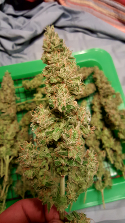 Click image for larger version

Name:	Screenshot_20170310-123842.png
Views:	275
Size:	4.89 MB
ID:	66128