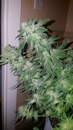 Click image for larger version

Name:	Screenshot_20170311-115514.png
Views:	271
Size:	5.27 MB
ID:	66429