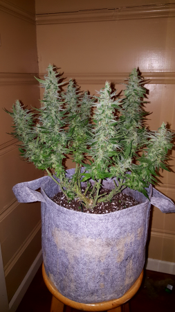 Click image for larger version

Name:	Screenshot_20170310-123717.png
Views:	282
Size:	5.51 MB
ID:	66125