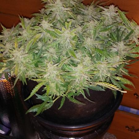 Click image for larger version

Name:	20170227_172141.jpg
Views:	208
Size:	4.62 MB
ID:	61558