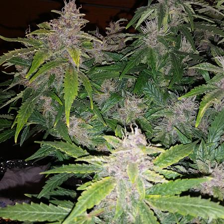 Click image for larger version

Name:	20170227_172030.jpg
Views:	216
Size:	6.33 MB
ID:	61562