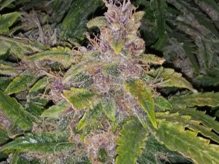 Click image for larger version

Name:	20170302_070540.jpg
Views:	211
Size:	5.44 MB
ID:	62683