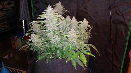 Click image for larger version

Name:	20170306_061959.jpg
Views:	206
Size:	4.33 MB
ID:	64380